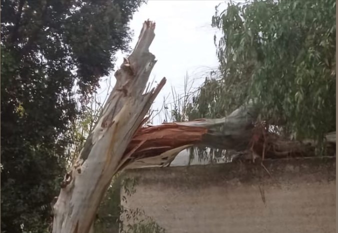 ISCHIA. FUORI L'OSPEDALE RIZZOLI CROLLATO UN GROSSO ALBERO, NESSUN DANNO A  PERSONE O COSE | Teleischia